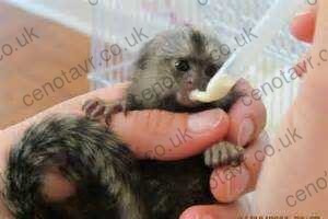 Photo: Pygmy Marmoset Monkey Available